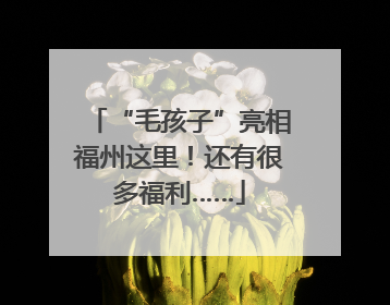 “毛孩子”亮相福州这里！还有很多福利……