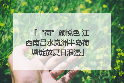 “荷”颜悦色 江西南昌水岚洲半岛荷塘绽放夏日浪漫