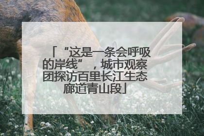 “这是一条会呼吸的岸线”，城市观察团探访百里长江生态廊道青山段