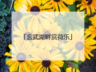 玄武湖畔赏荷乐