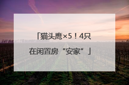 猫头鹰×5！4只在闲置房“安家”