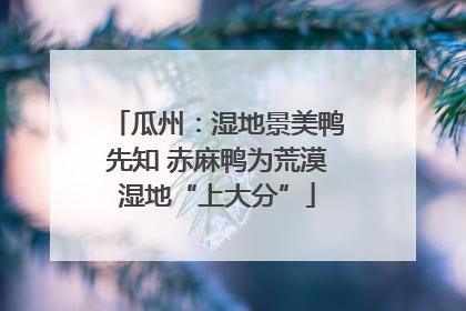瓜州：湿地景美鸭先知 赤麻鸭为荒漠湿地“上大分”