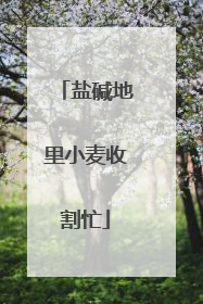盐碱地里小麦收割忙
