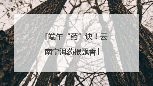 端午“药”诀！云南宁洱药根飘香
