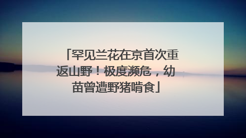 罕见兰花在京首次重返山野！极度濒危，幼苗曾遭野猪啃食