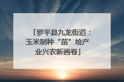 罗平县九龙街道：玉米制种“苗”绘产业兴农新画卷