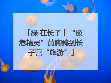 绿·在长子丨“极危精灵”黄胸鹀到长子营“旅游”