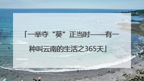 一举夺“葵”正当时——有一种叫云南的生活之365天