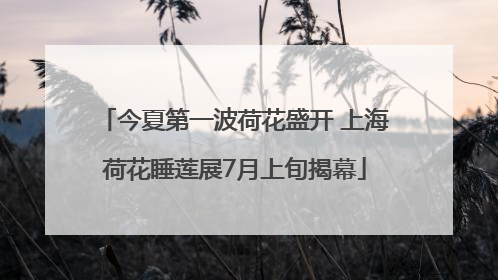 今夏第一波荷花盛开 上海荷花睡莲展7月上旬揭幕