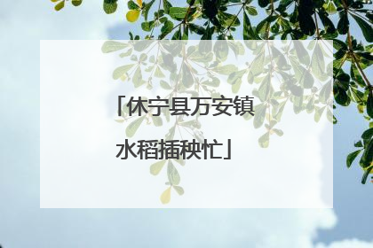 休宁县万安镇水稻插秧忙