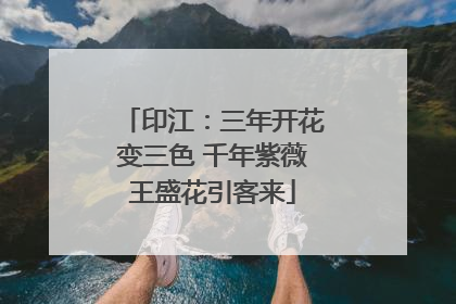 印江：三年开花变三色 千年紫薇王盛花引客来