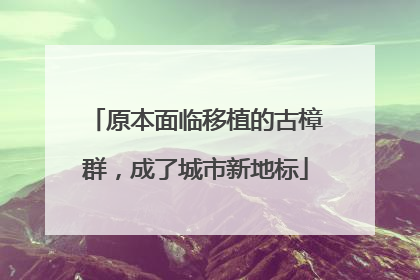 原本面临移植的古樟群，成了城市新地标