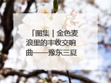 图集｜金色麦浪里的丰收交响曲——豫东三夏抢收纪实