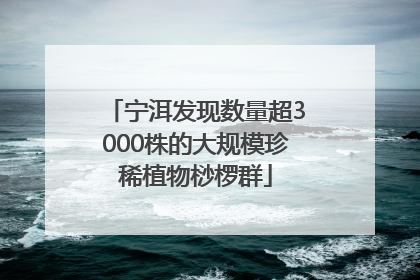 宁洱发现数量超3000株的大规模珍稀植物桫椤群