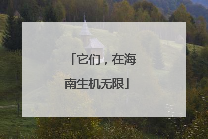 它们，在海南生机无限