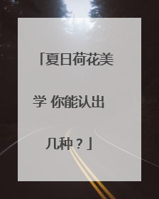 夏日荷花美学 你能认出几种？