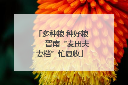 多种粮 种好粮——晋南“麦田夫妻档”忙夏收