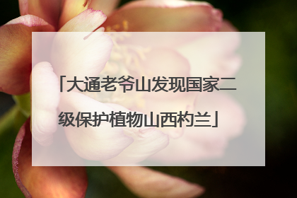 大通老爷山发现国家二级保护植物山西杓兰