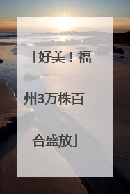 好美！福州3万株百合盛放