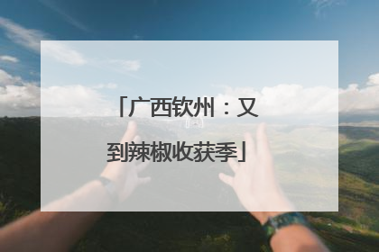 广西钦州：又到辣椒收获季