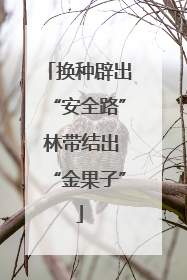 换种辟出“安全路” 林带结出“金果子”