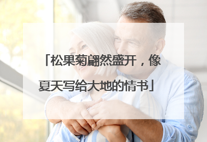 松果菊翩然盛开，像夏天写给大地的情书