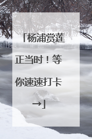 杨浦赏莲正当时！等你速速打卡→