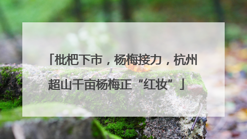 枇杷下市，杨梅接力，杭州超山千亩杨梅正“红妆”