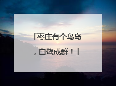 枣庄有个鸟岛，白鹭成群！