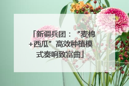 新疆兵团：“麦棉+西瓜”高效种植模式奏响致富曲