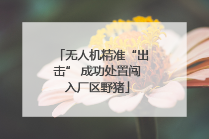 无人机精准“出击” 成功处置闯入厂区野猪