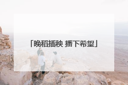 晚稻插秧 播下希望