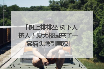 树上排排坐 树下人挤人！厦大校园来了一窝猫头鹰引围观