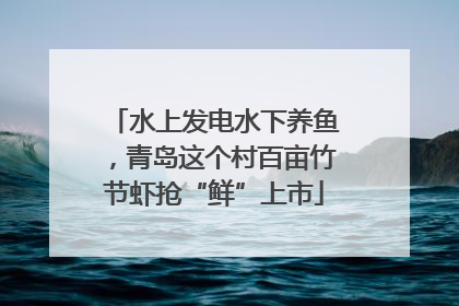 水上发电水下养鱼，青岛这个村百亩竹节虾抢“鲜”上市