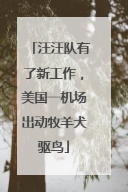 汪汪队有了新工作，美国一机场出动牧羊犬驱鸟