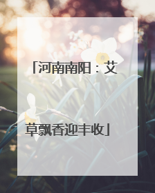 河南南阳：艾草飘香迎丰收