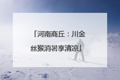 河南商丘：川金丝猴消暑享清凉