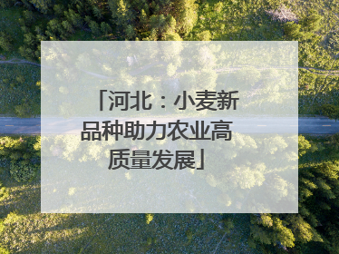 河北：小麦新品种助力农业高质量发展