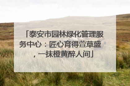泰安市园林绿化管理服务中心：匠心育得萱草盛，一抹橙黄醉人间