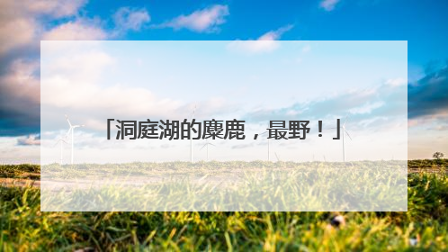 洞庭湖的麋鹿，最野！