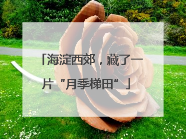 海淀西郊，藏了一片“月季梯田”