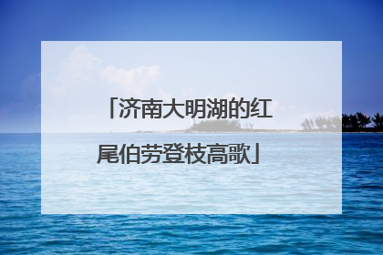 济南大明湖的红尾伯劳登枝高歌