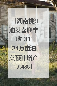 湖南桃江油菜喜迎丰收 31.24万亩油菜预计增产7.4%