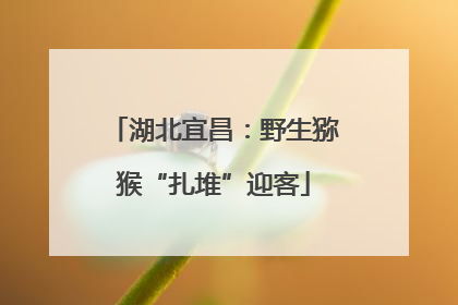 湖北宜昌：野生猕猴“扎堆”迎客
