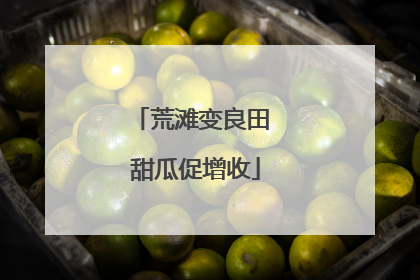 荒滩变良田 甜瓜促增收