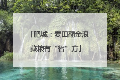 肥城：麦田翻金浪藏粮有“智”方