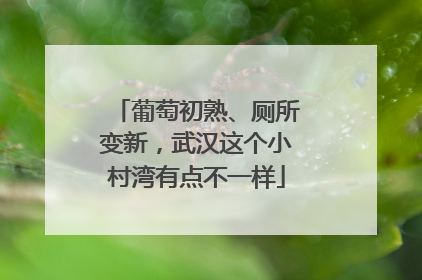 葡萄初熟、厕所变新，武汉这个小村湾有点不一样