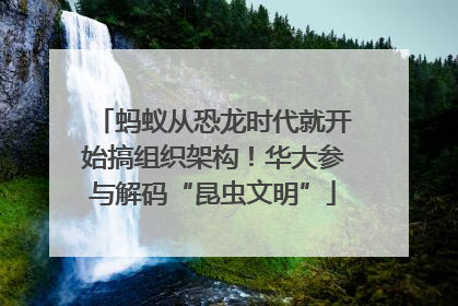 蚂蚁从恐龙时代就开始搞组织架构！华大参与解码“昆虫文明”