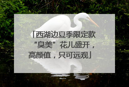西湖边夏季限定款“臭美”花儿盛开，高颜值，只可远观