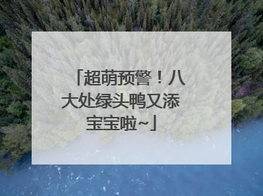超萌预警！八大处绿头鸭又添宝宝啦~